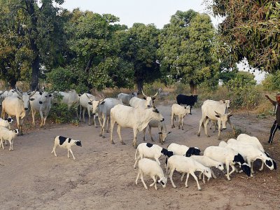 Un éleveur et son troupeau à Lafia, capitale de l'Etat de Nasarawa, dans le centre du Nigeria, le 4 janvier 2018 - PIUS UTOMI EKPEI [AFP/Archives]