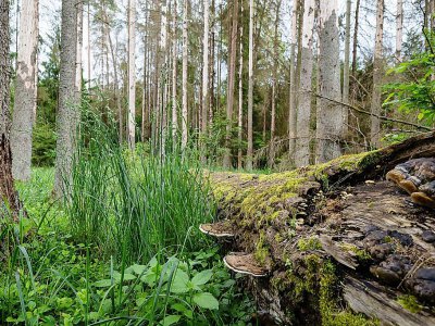 La forêt de Bialowieza, le 31 mai 2016, en Pologne - WOJTEK RADWANSKI [AFP/Archives]