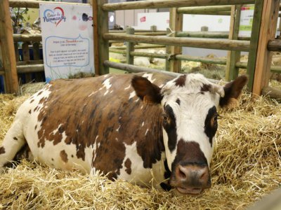 Une vache dans son enclos au salon de l'Agriculture le 24 février 2018 à Paris - ludovic MARIN [POOL/AFP]