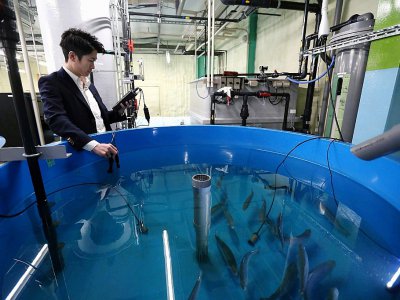 L'homme d'affaires japonais Tetsuro Sogo, qui expérimente une nouvelle technique d'élevage de saumons, surveille le taux d'oxygène de l'eau d'un bassin, le 30 janvier 2018 à Saitama - Farzaneh KHADEMIAN [AFP]