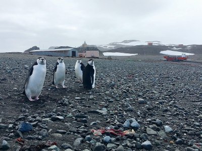 Des pingouins Chinstrap près d'une station scientifique, le 2 février 2018 sur l'île du Roi-George, en Antarctique - Mathilde BELLENGER [AFP]