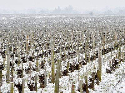 Vignoble bordelais recouvert de neige le 28 février 2018 - GEORGES GOBET [AFP]