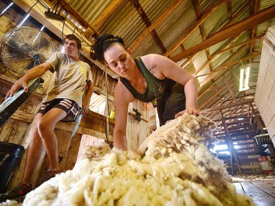 Emma Billet procède à la tonte d'un mouton, le 21 février 2018 à Trangie, en Australie - PETER PARKS [AFP]
