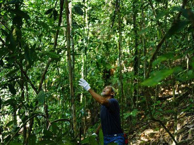 Pour ces chasseurs de miel, rien de tel que de grimper au sommet d'arbres mesurant jusqu'à 75 mètres de haut - Manan VATSYAYANA [AFP]