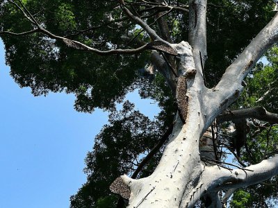 Un arbre géant de Tualang dans la forêt d'Ulu Muda, le 11 février 2018 - Manan VATSYAYANA [AFP]