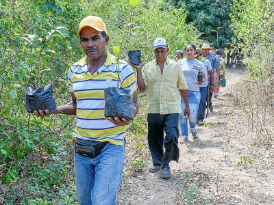 Des fermiers transportent des boutures de guaimaro pour les planter, le 28 février 2018 à Dibulla, en Colobmie - Luis ACOSTA [AFP]