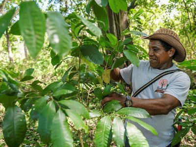 Un fermier travaille dans une plantation de guaimaro, le 28 février 2018 à Dibulla, en Colombie - Luis ACOSTA [AFP]