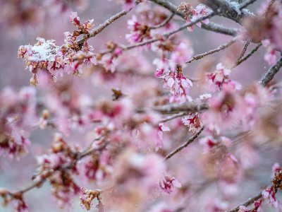 La neige et le gel recouvre les cerisiers en fleur à Centreville (Maryland, nord-est) le 21 mars 2018 - JIM WATSON [AFP]
