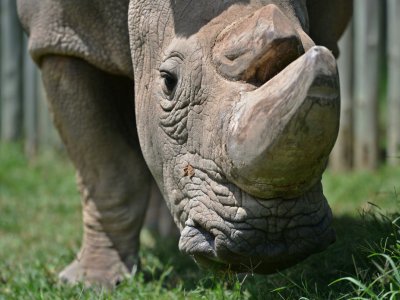 Sudan, célèbre rhinocéros blanc du Kenya et dernier mâle de son espèce, mort récemment, à Nanyuki au Kenya le 5 décembre 2016 - Tony KARUMBA [AFP/Archives]