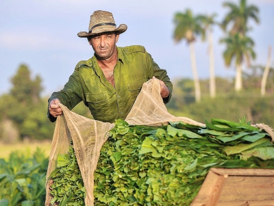 Fernando Hernandez dans des champs de tabac à San Juan y Martinez, le 24 février 2018 dans la province cubaine de Pinar del Rio - YAMIL LAGE [AFP]