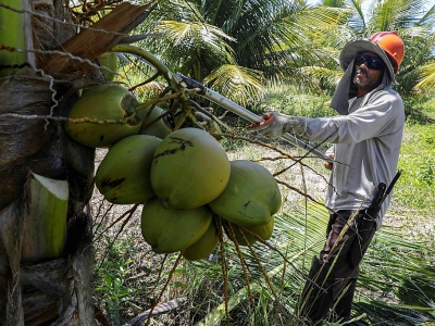 Un ouvrier agricole récolte des noix de coco dans une plantation près de Conde à 200 km au nord de Salvador (Brésil), le 22 mars 2018 - Lucio Tavora [AFP]
