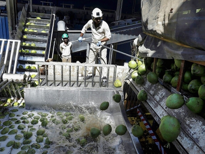 Un employé de l'usine de Frysk Industrial trient des noix de coco près de Conde (Brésil), le 22 mars 2018 - Lucio Tavora [AFP]