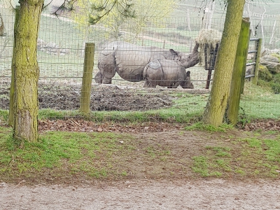 Les Rhinocéros indiens font partie des stars du Zoo de Cerza. - Thibault Deslandes