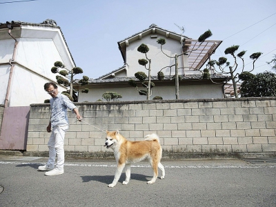 L'éleveur Osamu Yamaguchi promène l'un de ses chiens Akita à Takasaki, au Japon, le 3 avril 2018 - Behrouz MEHRI [AFP]