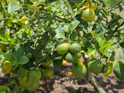 Photo prise le 9 avril 2018 de citrons atteints par la maladie du dragon jaune, également appelée "citrus greening", dans une serre du Cirad (Centre de coopération internationale en recherche agronomique pour le développement) - Helene Valenzuela [AFP/Archives]