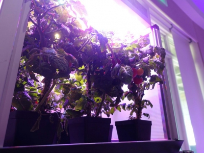 Des pieds de tomates poussent sous des ampoules à LED au Fairchild Tropical Botanic Garden, dans les mêmes conditions que dans l'espace - Kerry SHERIDAN [AFP]
