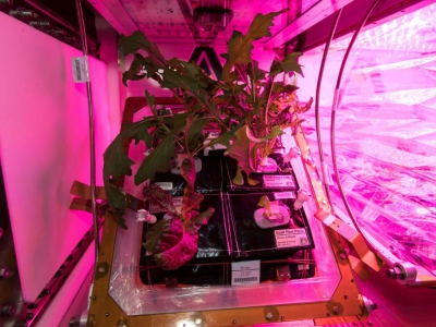 De la laitue et du chou cultivés dans la Station spatiale internationale, photo diffusée par la Nasa le 10 mars 2018 - Handout [NASA/AFP/Archives]