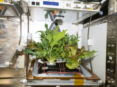 Les plantes pour l'ISS doivent être peu encombrantes et très productives, comme sur cette photo du 27 octobre 2017 de la Nasa - Amanda GRIFFIN [NASA/AFP/Archives]