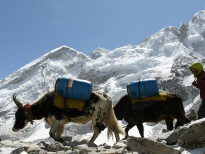 Des yaks acheminent des vivres au camp de base de l'Everest, le 26 avril 2018 au Népal - PRAKASH MATHEMA [AFP]