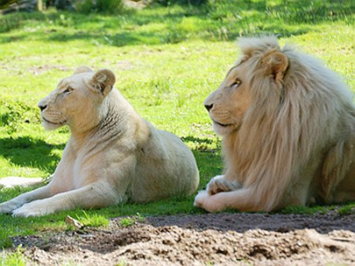 Les lions blancs du zoo de Jurques (Calvados) - Calvados Tourisme