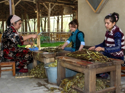 Des femmes du village Koni Ghil aident à la fabrication du papier de Samarcande à partir d'écorces de mûrier, le 29 mars 2018 en Ouzbékistan - STR [AFP]