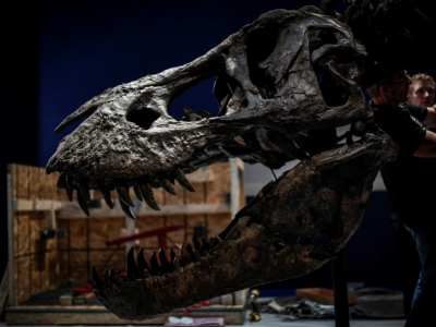 La tête d'un Tyrannosaurus Rex en cours d'assemblage, le 24 mai 2018 au Muséum d'histoire naturelle de Paris, avant l'exposition "un T.Rex à Paris" du 6 juin au 2 septembre - STEPHANE DE SAKUTIN [AFP]