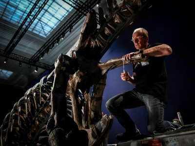 Le squelette d'un Tyrannosaurus Rex en cours d'assemblage, le 24 mai 2018 au Muséum national d'histoire naturelle du Jardin des Plantes, à Paris, avant l'exposition "un T.Rex à Paris" - STEPHANE DE SAKUTIN [AFP]