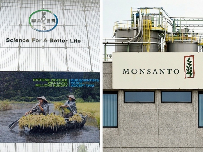Le groupe allemand de pharmacie et d'agrochimie Bayer va supprimer la marque Monsanto après l'acquisition du géant américain des OGM et des pesticides - Roberto PFEIL, JOHN THYS [AFP/Archives]