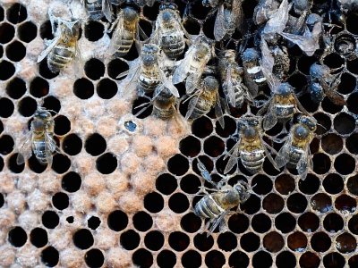 abeilles mortes, le 4 mai 2018 - Damien MEYER [AFP]