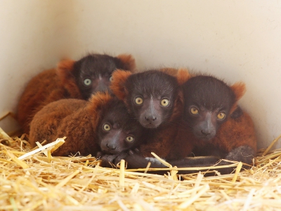 Quatre petits lémuriens appartenant à l'espèce des maki vari roux ont vu le jour le dimanche 22 avril 2018 au parc zoologique de Champrépus. - DR