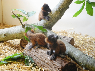 Quatre petits lémuriens appartenant à l'espèce des maki vari roux ont vu le jour le dimanche 22 avril 2018 au parc zoologique de Champrépus. - DR