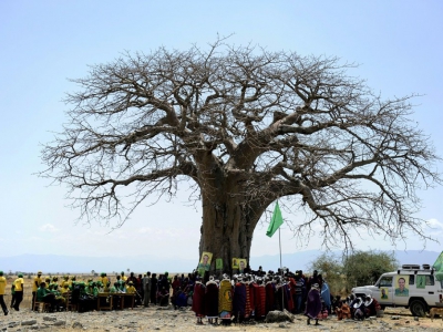 Des Massai se réunissent sous un baobab à Oltukai, en Tanzanie le 26 octobre 2010 - Tony KARUMBA [AFP/Archives]