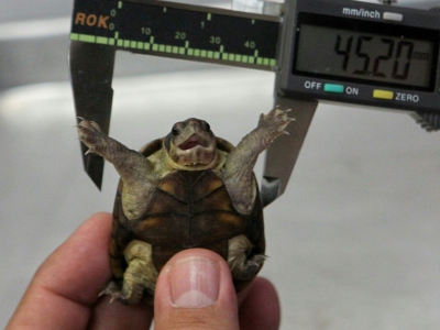 Une tortue "petit casque de Vallarta" (Kinosternon vogti) est mesurée dans un laboratoire de l'Université de Guadalajara, le 9 juin 2018 à Puerto Vallarta, au Mexique - ULISES RUIZ [AFP]