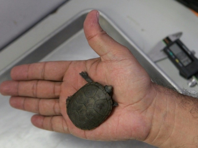 Une tortue "petit casque de Vallarta" (Kinosternon vogti) est examinée dans un laboratoire de l'Université de Guadalajara, le 9 juin 2018 à Puerto Vallarta, au Mexique - ULISES RUIZ [AFP]