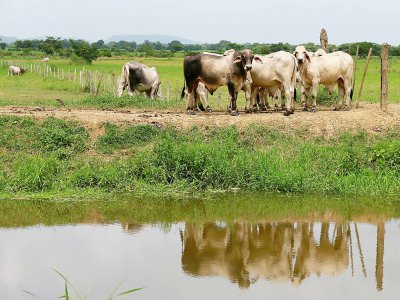 Du bétail dans une ferme à Leticia, dans le nord de la Colombie, le 8 juin 2018 - John VIZCAINO [AFP]