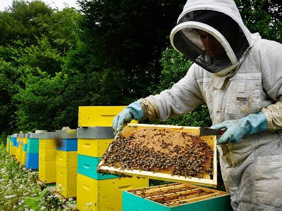 Thomas Le Glatin inspecte l'état de ses cadres de miel, le 19 juin 2018 à Ploërdut dans le Morbihan - Fred TANNEAU [AFP]