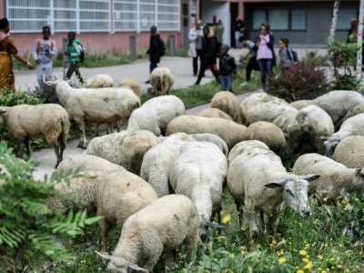 Des moutons broutent devant un immeuble à Aubervilliers le 13 juin 2018 - STEPHANE DE SAKUTIN [AFP/Archives]