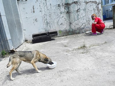Une volontaire de la fondation américaine Clean nourrit un chien errant, près de la centrale nucléaire de Tchernobyl, le 8 juin 2018 en Ukraine - Sergei SUPINSKY [AFP]