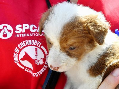 Une bénévole de la fondation américaine Clean Cultures Fund (CFF) porte un chiot dans ses bras, près d'un hôpital pour les chiens errants à Tchernobyl, le 8 juin 2018 en Ukraine - Sergei SUPINSKY [AFP]
