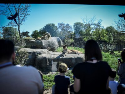 Des visiteurs admirent des lions, en avril 2018 au zoo de Vincennes - STEPHANE DE SAKUTIN [AFP/Archives]