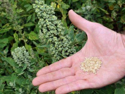 Quelque 300 producteurs de quinoa affiliés à la CAPL (coopérative agricole pays de Loire) produisent environ un tiers du quinoa consommé chaque année en France - ALAIN JOCARD [AFP]