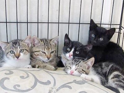 Les chatons sont recueillis par dizaine au refuge. - SPA Basse-Normandie