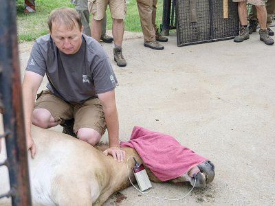 Un spécialiste du zoo de Prague contrôle la pression artérielle d'un cheval de Przewalski avant son transport vers la Mongolie, près de la ville de Tabor en République tchèque, le 19 juin 2018 - Jan FLEMR [AFP]