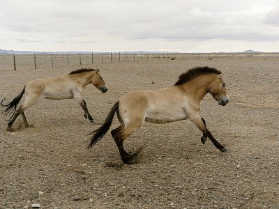 Des chevaux de Przewalski savourent leur liberté dans la réserve de Takhin Tal, dans le sud-ouest de la Mongolie - Jan FLEMR [AFP]