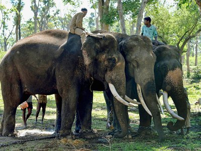 Des cornacs et leurs éléphants au camps de Dubare, le 11 mai 21018 à Kodagu, en Inde - Manjunath KIRAN [AFP]