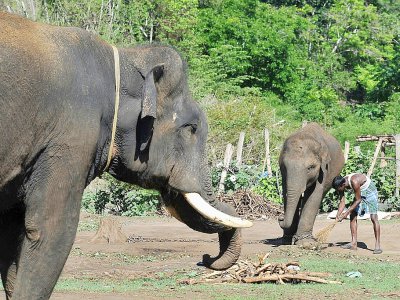 Une éléphante et son éléphanteau au camp de Dubare, le 11 mai 2018 à Kodagu, en Inde - Manjunath KIRAN [AFP]