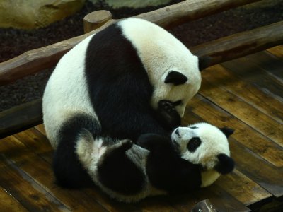 Le bébé panda Yuan Meng joue avec sa mère Huan Huan, le 4 août 2018 au zoo de Beauval, à Saint-Aignan-du-Cher - GUILLAUME SOUVANT [AFP]