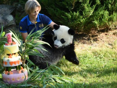Une soigneuse du zoo de Beauval installe le bébé panda Yuan Meng devant son gâteau d'anniversaire, le 4 août 2018 à Saint-Aignan-du-Cher - GUILLAUME SOUVANT [AFP]