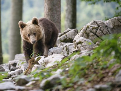 Un ours dans la forêt près du village de Markovec, le 27 juin 2018 en Slovénie - Jure Makovec [AFP]