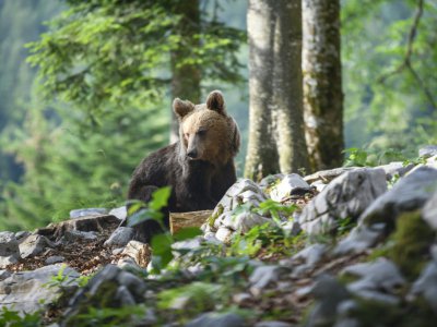 Un ours dans la forêt au-dessus du village de Markovec, le 27 juin 2018 en Slovénie - Jure Makovec [AFP]